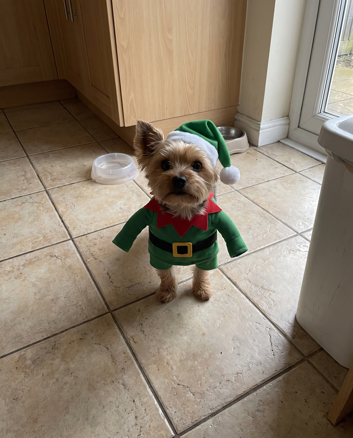 Customer photo of a small dog in the Mistlepaws elf costume on a kitchen floor
